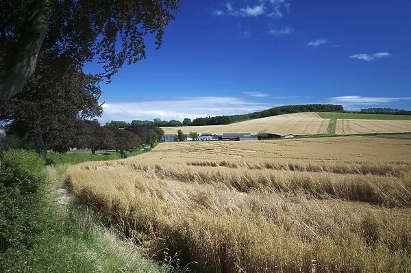 Arable crops by the South Downs Way, near Buriton, Hampshire, England, United Kingdom, Europe