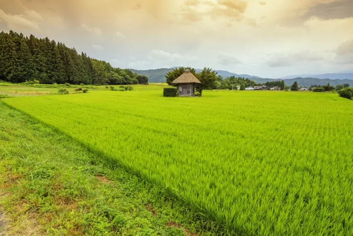 Framed Print : Aragami jinja shrine in a field of canola, Tono City, Iwate prefecture, Tohoku, Honshu