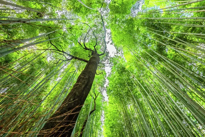 Framed Print : Arashiyama bamboo grove in Kyoto, Honshu, Japan Framed Print : Arashiyama bamboo grove in Kyoto, Honshu, Japan