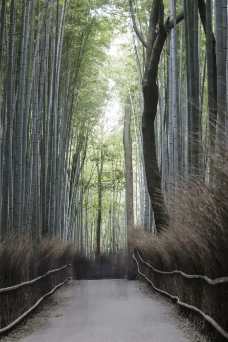 Framed Print : The Arashiyama Bamboo Grove in Kyoto, Japan, Asia Framed Print : The Arashiyama Bamboo Grove in Kyoto, Japan, Asia