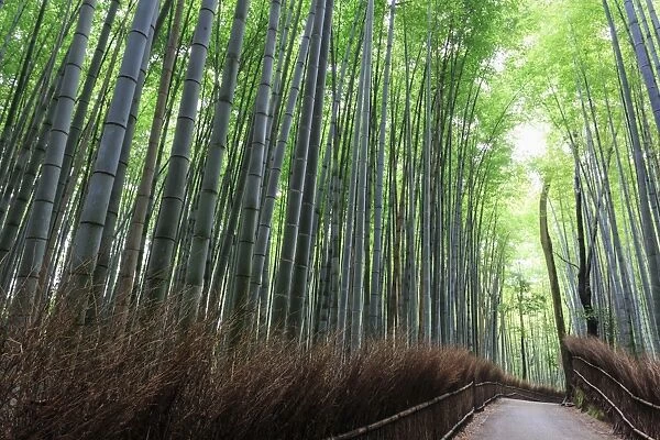 Arashiyama Bamboo grove in summer, Arashiyama, Western Kyoto, Japan, Asia