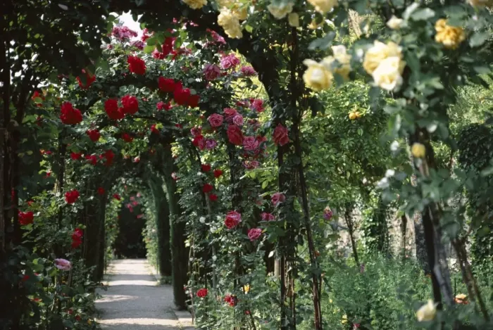 Framed Print : Arches covered with roses Framed Print : Arches covered with roses