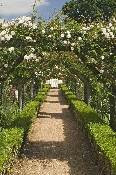 Arches of roses, Mottisfont Abbey Garden, Hampshire, England, United Kingdom, Europe