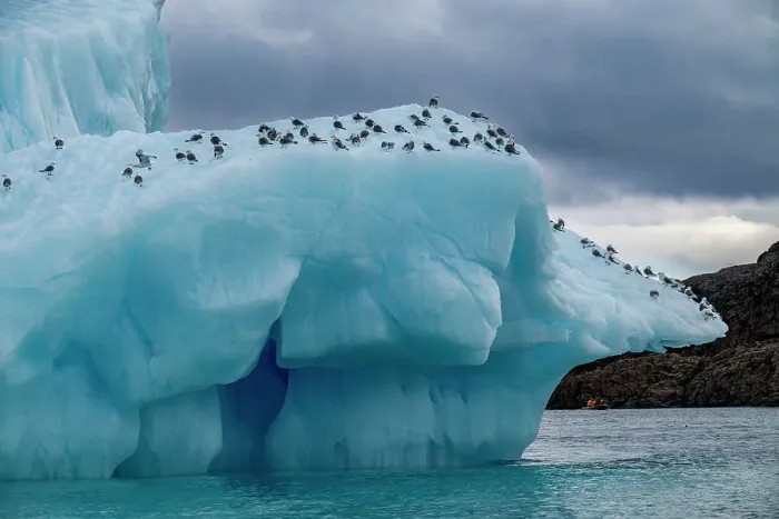 Framed Print : Arctic birds on an Iceberg on Belcher island, Devon island, Nunavut, Canadian Arctic, Canada, North America Framed Print : Arctic birds on an Iceberg on Belcher island, Devon island, Nunavut, Canadian Arctic, Canada, North America