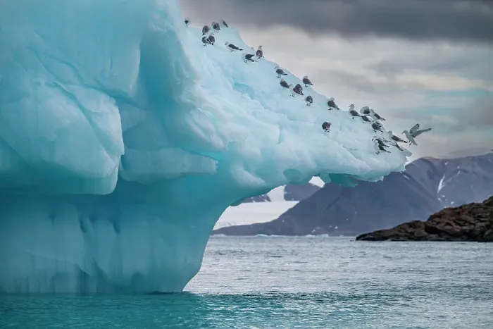 Framed Print : Arctic birds on an Iceberg on Belcher island, Devon island, Nunavut, Canadian Arctic, Canada, North America