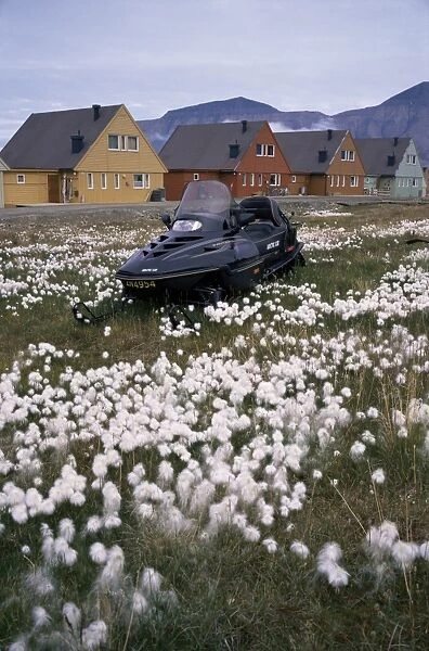 Arctic cotton grass and snowmobile