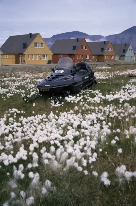 Framed Print : Arctic cotton grass and snowmobile Framed Print : Arctic cotton grass and snowmobile