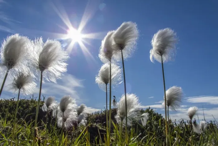 Framed Print : Arctic cottongrass (Eriophorum callitrix), Heckla Haven, Northeast Greenland, Polar Regions Framed Print : Arctic cottongrass (Eriophorum callitrix), Heckla Haven, Northeast Greenland, Polar Regions