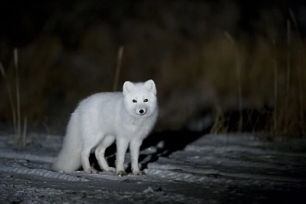 Arctic fox, Alopex lagopus, Churchill, Manitoba, Canada, North America