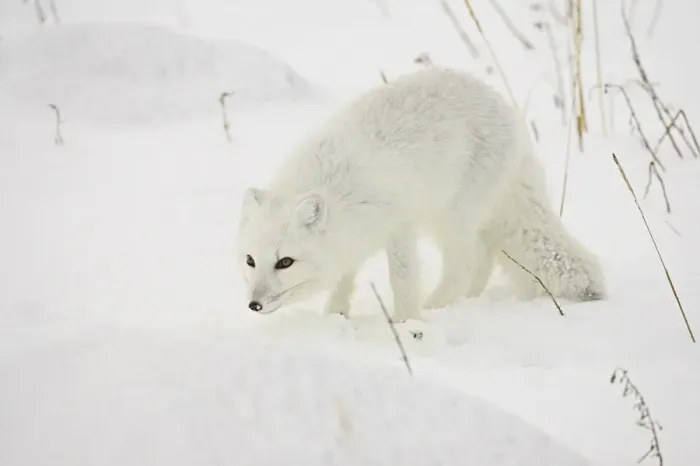 Framed Print : Arctic fox (Alopex lagopus) in snow, Churchill, Manitoba, Canada, North America Framed Print : Arctic fox (Alopex lagopus) in snow, Churchill, Manitoba, Canada, North America