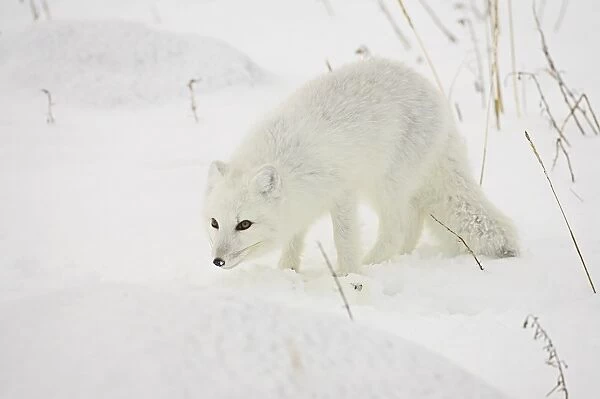 Arctic fox (Alopex lagopus) in snow, Churchill, Manitoba, Canada, North America