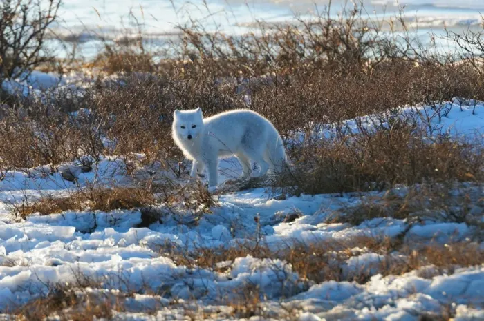 Framed Print : Arctic fox on ice, Wapusk National Park, Manitoba, Canada, North America Framed Print : Arctic fox on ice, Wapusk National Park, Manitoba, Canada, North America