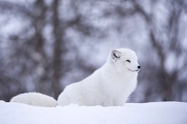 Arctic fox (Vulpes lagopus), Polar Park, Norway, Troms, Norway, Scandinavia, Europe