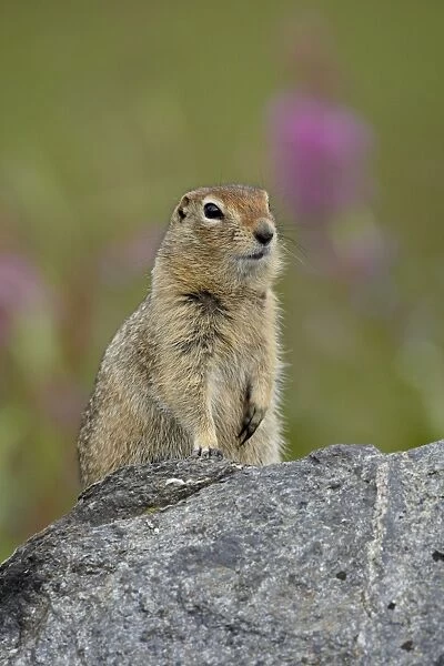 Arctic ground squirrel (Parka squirrel) (Citellus parryi), Hatcher Pass