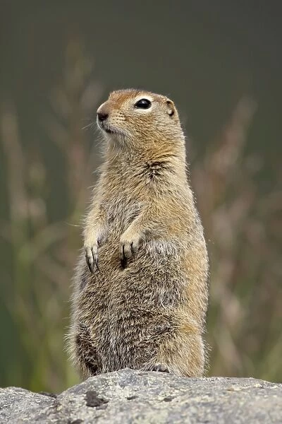 Arctic ground squirrel (Parka squirrel) (Citellus parryi), Hatcher Pass Alaska