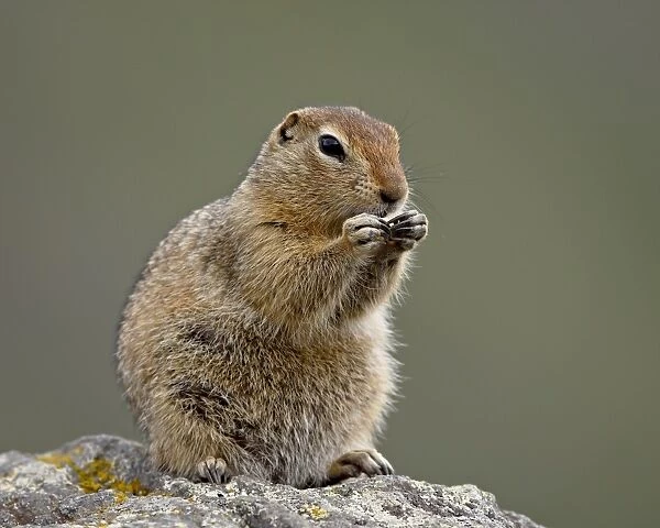 Arctic ground squirrel (Parka squirrel) (Citellus parryi), Hatcher Pass Alaska