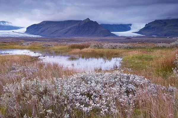 Arctic plants in autumn in Skaftafell National Park, Mount Hafrafell and Svinafellsjokull glacier in the distance, south-east Iceland (Austurland), Iceland