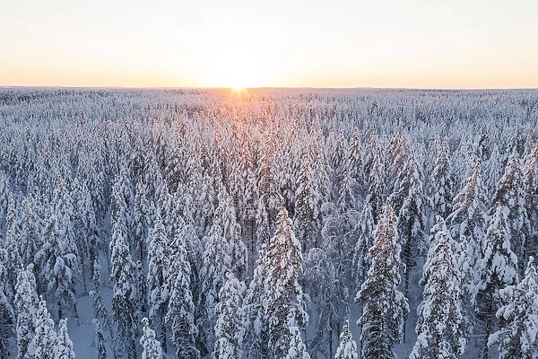 Arctic sunrise over the snowcapped forest in winter, Lapland, Finland, Europe