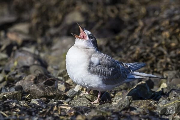 Arctic tern chick (Sterna paradisaea), calling for food from its parent on Flatey Island