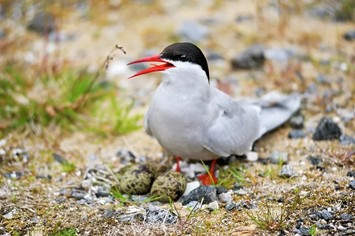 Framed Print : Arctic Tern sitting on eggs.Senja island.County of Troms, Norway, Northern Europe Framed Print : Arctic Tern sitting on eggs.Senja island.County of Troms, Norway, Northern Europe