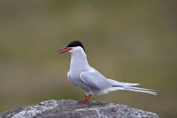 Framed Print : Arctic Tern (Sterna paradisaea), Iceland, Polar Regions