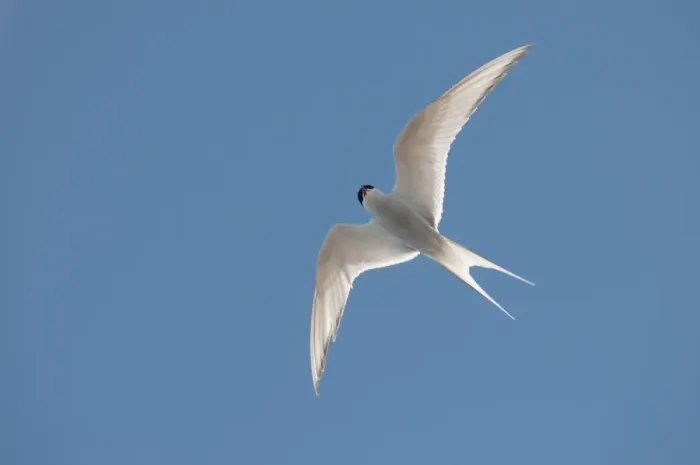Framed Print : Arctic tern (Sterna paradisaea) in flight, Nunavut, Canada, North America Framed Print : Arctic tern (Sterna paradisaea) in flight, Nunavut, Canada, North America
