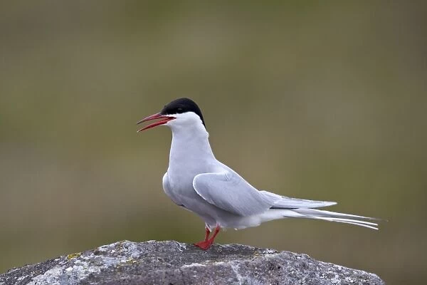 Arctic Tern (Sterna paradisaea), Iceland, Polar Regions
