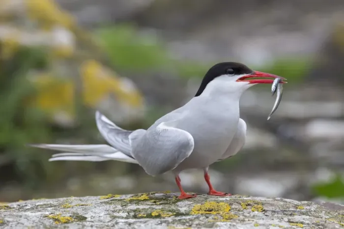 Framed Print : Arctic tern (Sterna paradisaea) with sand eel, Inner Farne, Farne Islands, Northumberland Framed Print : Arctic tern (Sterna paradisaea) with sand eel, Inner Farne, Farne Islands, Northumberland