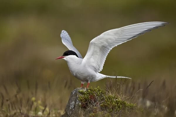 Arctic tern (Sterna paradisaea) spreading its wings, Iceland, Polar Regions