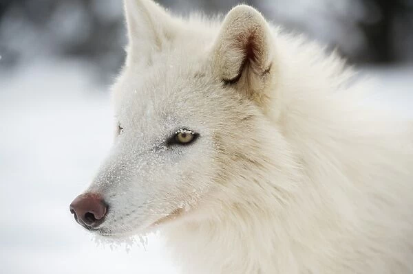 Arctic wolf (Canis lupus arctos), Montana, United States of America, North America