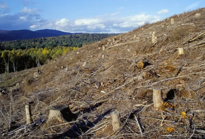 Framed Print : Area of deforestation Framed Print : Area of deforestation