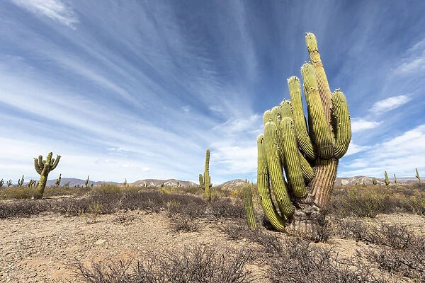 Argentine saguaro cactus (Echinopsis terscheckii), Los Cardones National Park