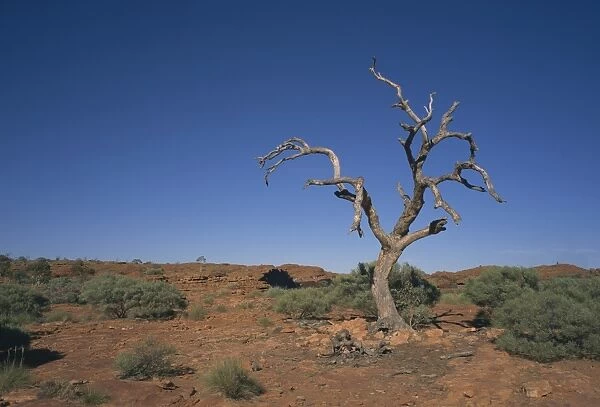 Arid landscape with dead tree in Kings Canyon, Watarrka National Park, Northern Territory