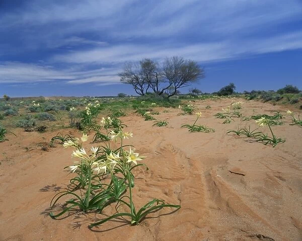 Arid landscape with desert flowers in the sand, South Australia, Australia, Pacific