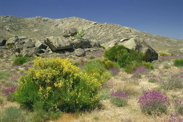 Arid landscape with plants and bushes in flower