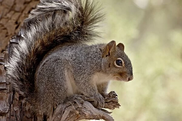 Arizona gray squirrel (Sciurus arizonensis), Madera Canyon, Coronado National Forest