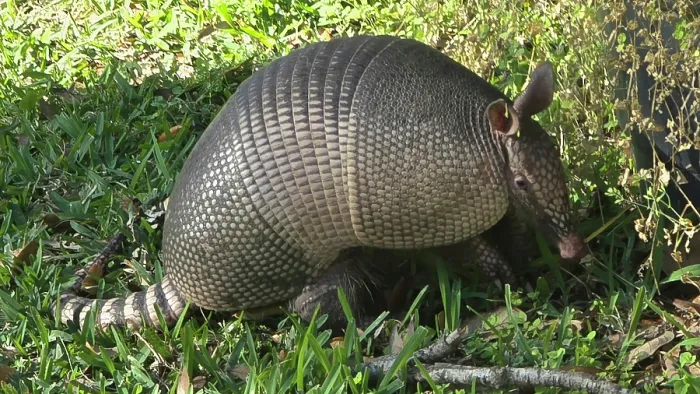 Framed Print : Armadillo, United States of America Framed Print : Armadillo, United States of America