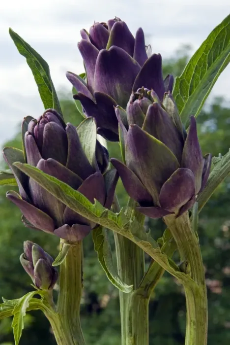 Framed Print : Artichoke on the plant in the open air, Italy, Europe Framed Print : Artichoke on the plant in the open air, Italy, Europe