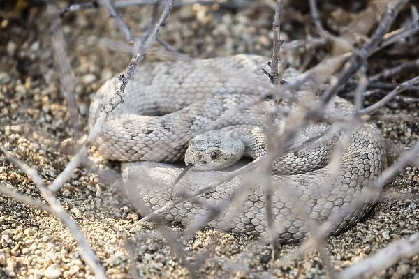 Ash colored morph of the endemic rattleless rattlesnake (Crotalus catalinensis)