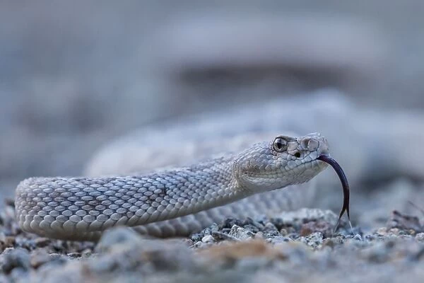 Ash colored morph of the endemic rattleless rattlesnake (Crotalus catalinensis)