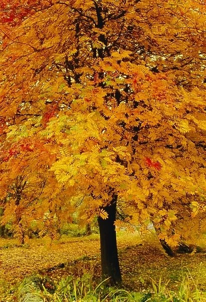 Ash tree, autumn foliage, Peak District National Park, Derbyshire, England, UK, Europe
