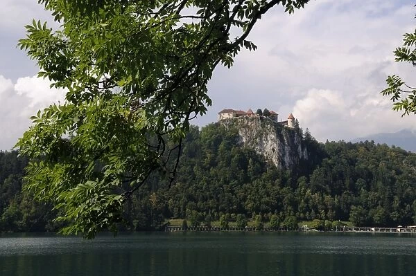 Ash tree (Fraxinus excelsior) branches framing Bled Castle, Lake Bled, slovenia, slovenian, europe, european