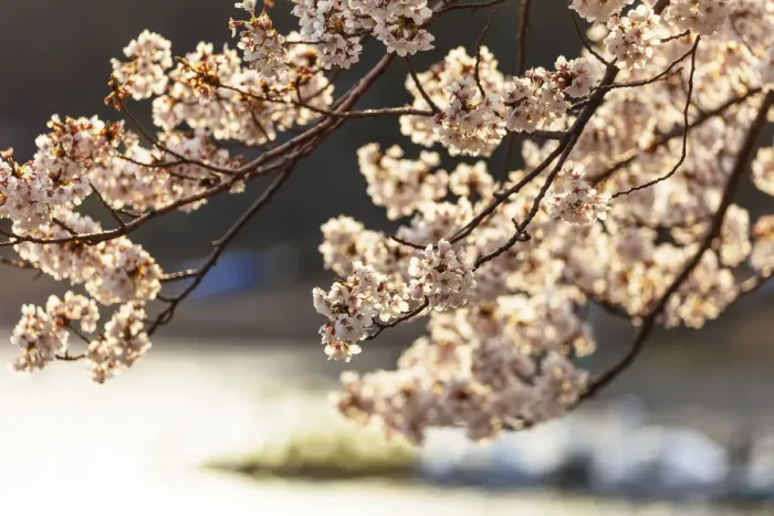 Framed Print : Asia, Japan, Honshu, Yamanashi prefecture, cherry blossom