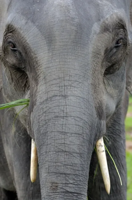 Framed Print : Asian elephant, Kaziranga, Assam, India, Asia Framed Print : Asian elephant, Kaziranga, Assam, India, Asia