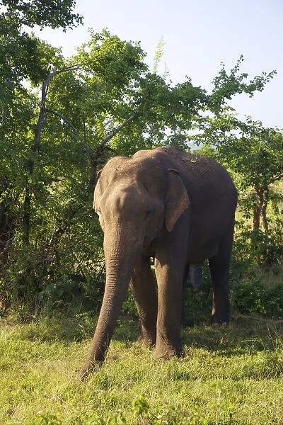 Asiatic elephant (elephas maximus maximus), Uda Walawe National Park, Sri Lanka, Asia