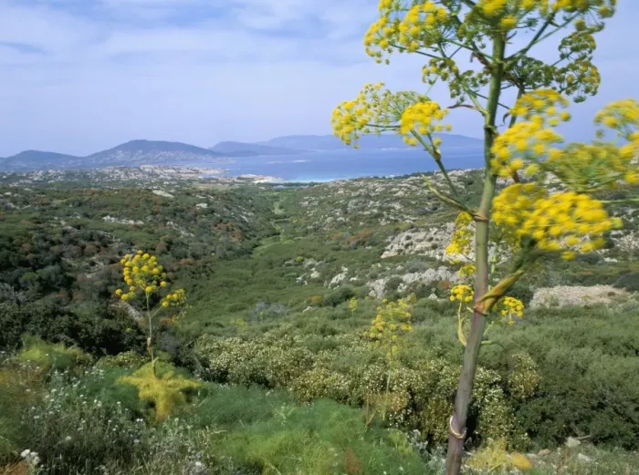 Framed Print : Asinara, Sardinia Framed Print : Asinara, Sardinia
