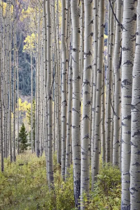 Framed Print : Aspen grove with early fall colors Framed Print : Aspen grove with early fall colors