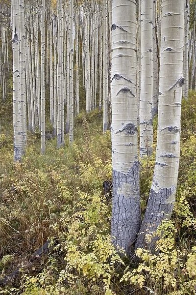 Aspen grove in early fall, White River National Forest, Colorado, United States of America