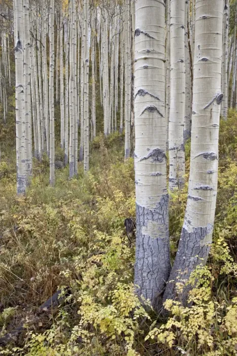 Framed Print : Aspen grove in early fall, White River National Forest, Colorado, United States of America Framed Print : Aspen grove in early fall, White River National Forest, Colorado, United States of America