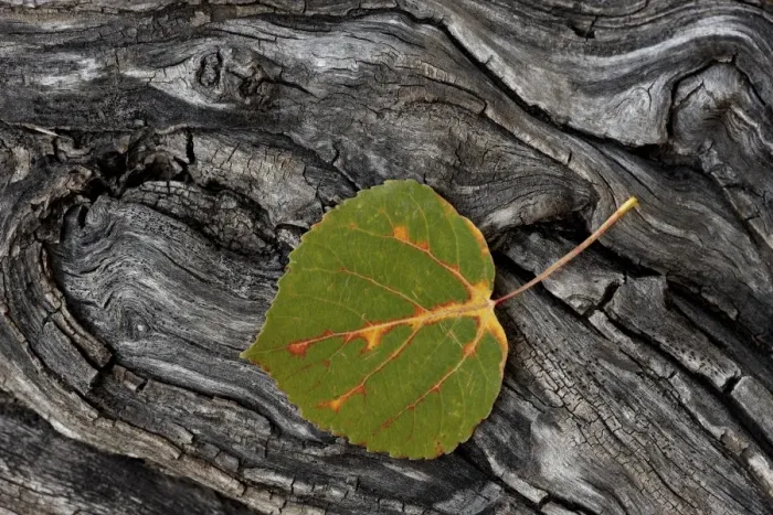 Framed Print : Aspen leaf turning red, orange, and yellow, Uncompahgre National Forest, Colorado, United States of America, North America Framed Print : Aspen leaf turning red, orange, and yellow, Uncompahgre National Forest, Colorado, United States of America, North America